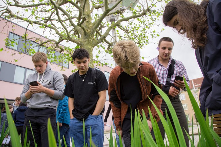 Fünf junge Menschen mit Schmarphone schauen auf große Grashalme